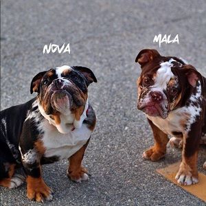 Meet your Posher, Servando